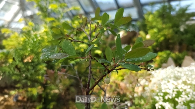  들쭉나무(Vaccinium uliginosum L.)