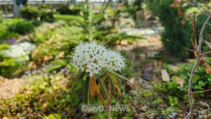 백산차(Ledum palustre L. var. diversipilosum Nakai)