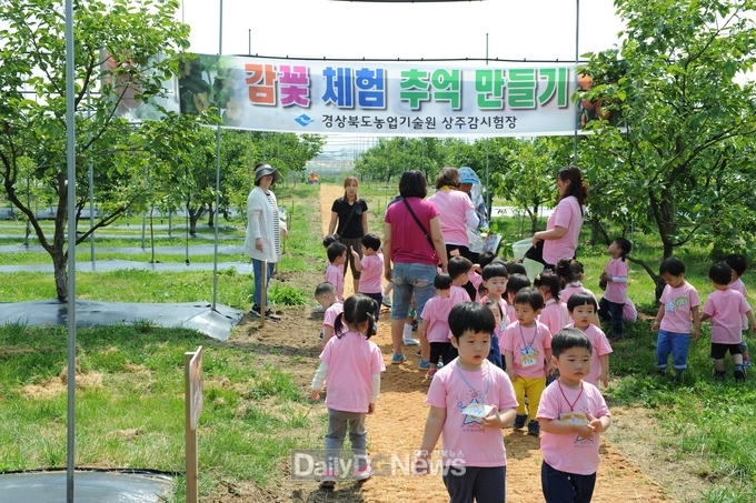 농업기술원, 상주감연구소 개방해 감꽃 체험행사