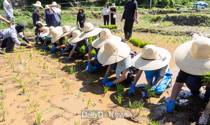 울릉군 어린이 농부학교 모내기 체험