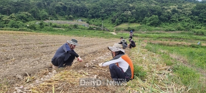 고령군 시설사업소 농촌일손돕기 실시