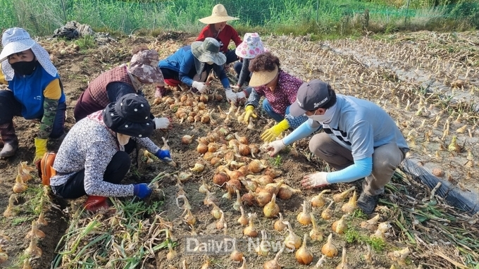 사)고령군종합자원봉사센터‧고령군여성단체협의회, 농촌일손돕기 봉사활동 펼쳐