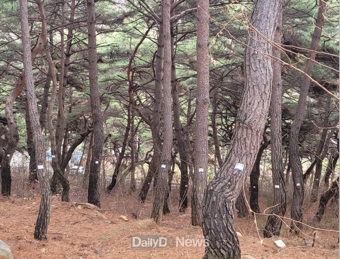 성주군, 소나무재선충병 집중예찰 실시
