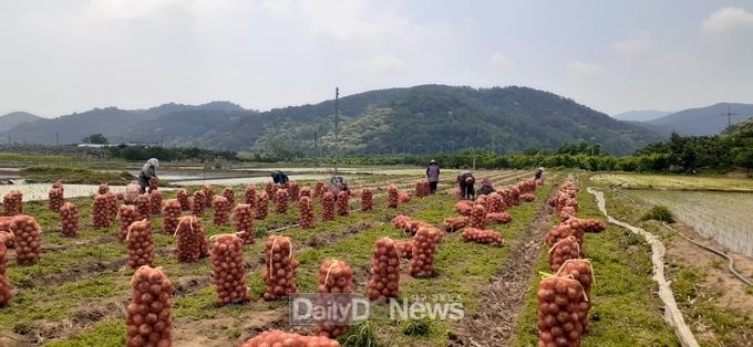 자매결연업체 아진산업(주), 청도군 풍각면에서 일손돕기 지원