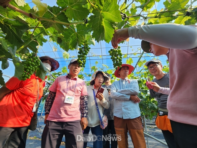 고령군 지역특화시범사업(고품질포도생산) 샤인머스켓 교육