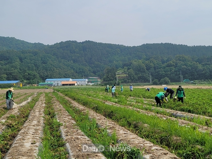 대구시 남구 새마을회 영농봉사활동 및 등불밝히기활동 전개