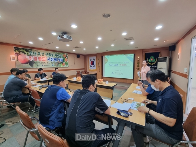 복숭아 신품종 ‘주월황도’의 시장평가회