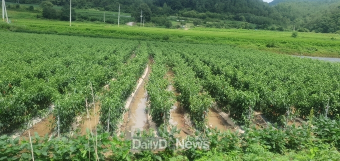 장마기 고추재배 현장관리지도