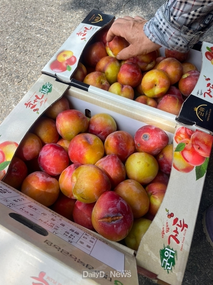 아이군위, 맛있고 저렴한 우박맞은 보조개 자두 판매