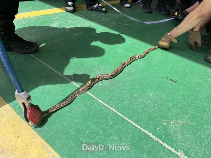영주소방서, 적서동 공장에서 외래종 비단뱀 포획