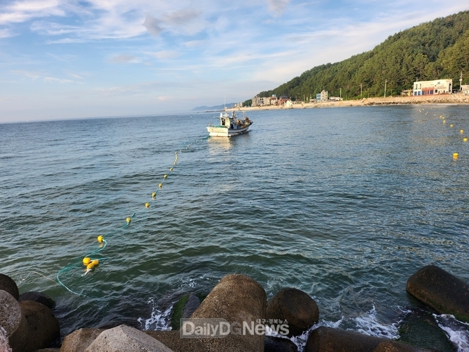 영덕군, 상어 차단그물망 장전 완료