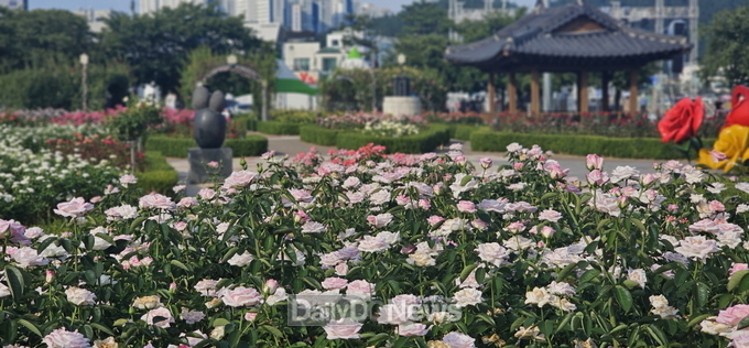  장미 향기 가득한 포항의 8월, 도시 전역에 사계 장미 활짝
