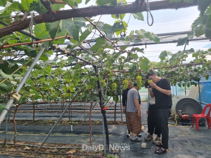 경산 샤인머스캣 명예회복 위한 품질관리단 운영