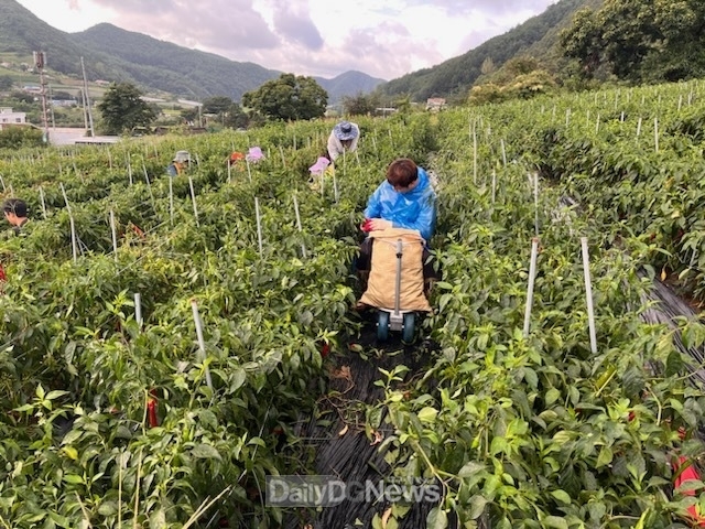 일월면, 지역 공헌을 위한 농촌일손돕기 실시