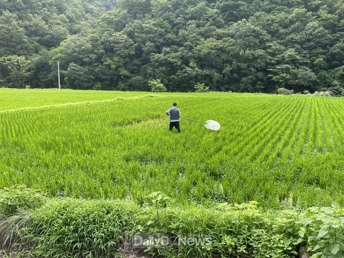 영덕군, 혹명나방·흰등멸구 확산에 적기 방제 당부