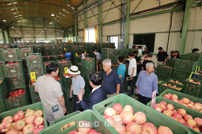 청송군농산물공판장 개장, 2023년산 사과 경매 시작