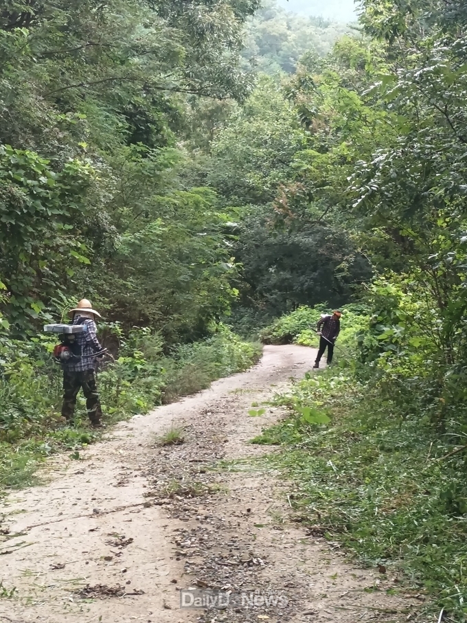 영덕군, 추석맞이 임도 풀베기 작업 시행