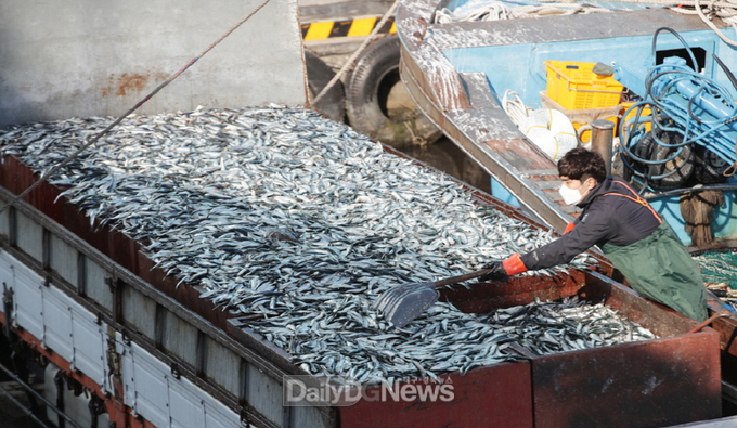해양문화도시 포항 상징 시어(市魚)로 청어 선정