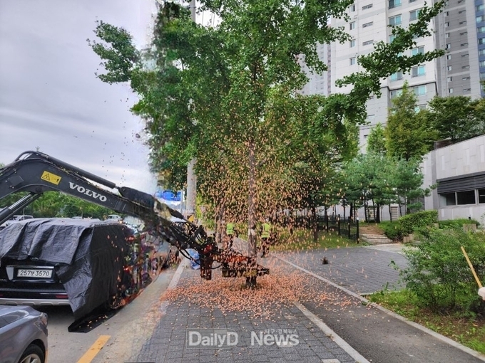 은행나무 가로수 열매 제거 실시