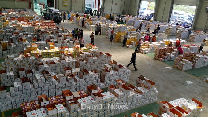 성주군, 2023년 성주참외 조수입 ‘역대최고’... 6,014억 달성!
