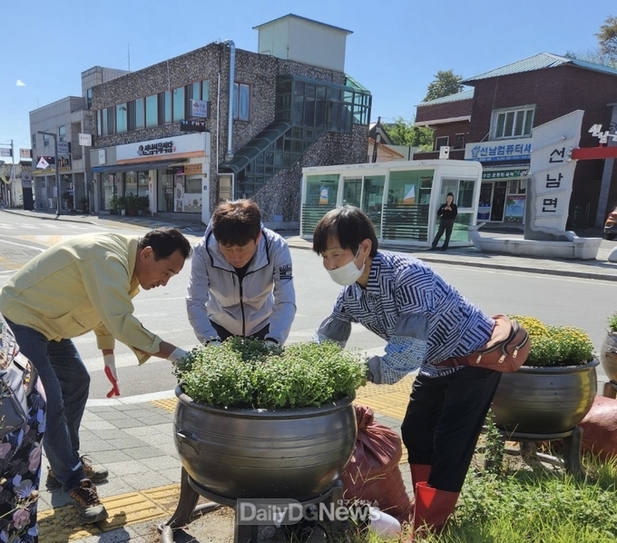 성주군 선남면, 국화꽃으로 물들다!