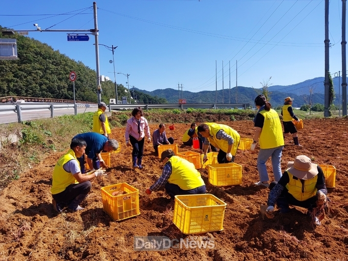 가천면지역사회보장협의체 특화사업‘고구마 수확’