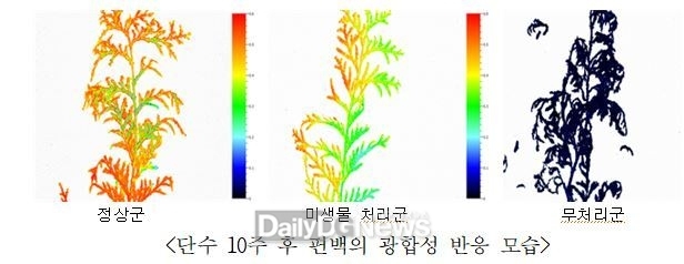국립낙동강생물자원관편백의 광합성 반응 모습