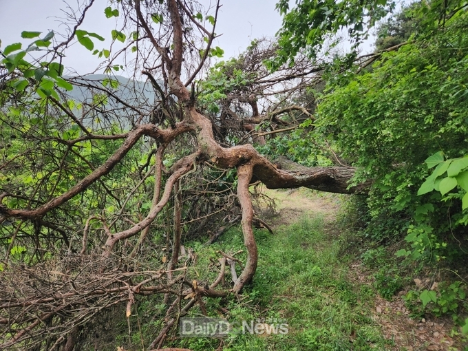 숲가꾸기패트롤(위험_수목__작업전)