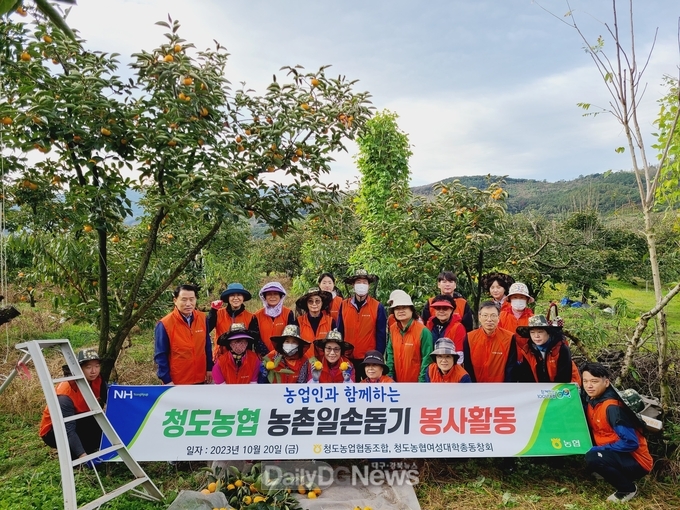 청도농협, 영농철 청도반시수확 농촌일손돕기 실시