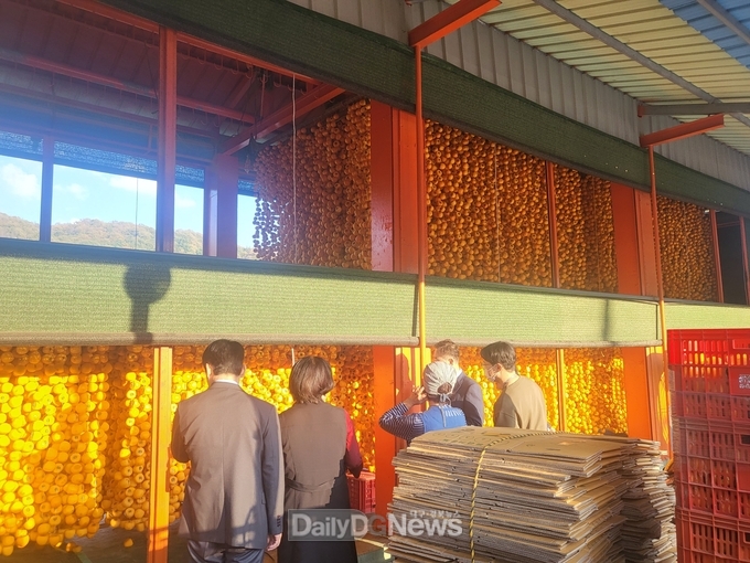상주시, 곶감생산 준비로 분주