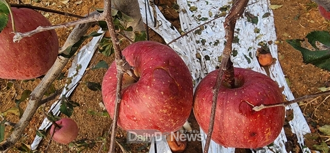경상북도 제공 우박피해 사진