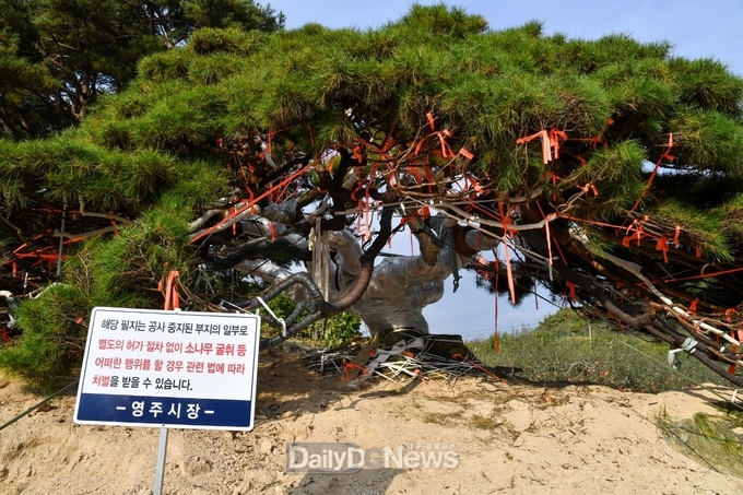 바느레소나무 무단굴취 관련 공사중지 안내표지판이 설치된 모습
