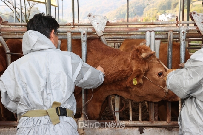 경북도, 럼피스킨병 긴급 백신접종 시작!