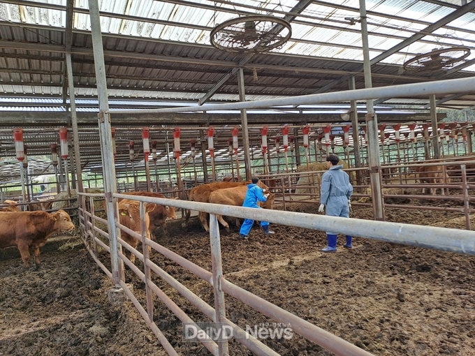 성주군 금수면, 소 럼피스킨 백신 접종 