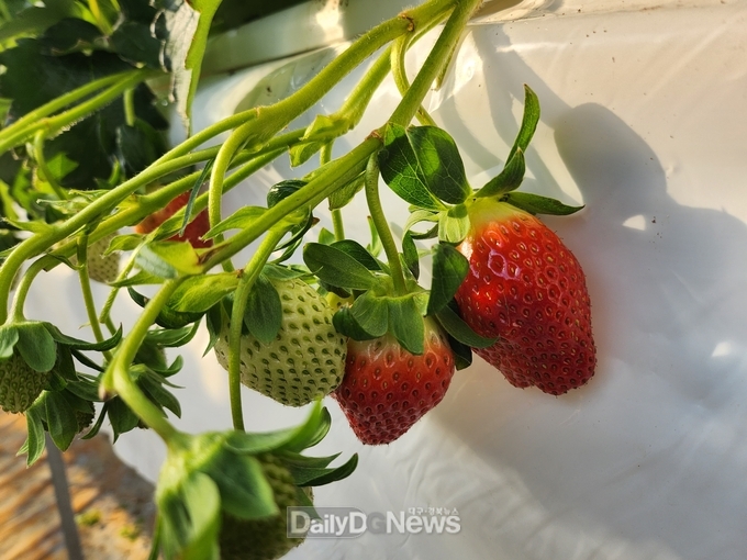 맛있는 울진 청정 딸기 본격 출하