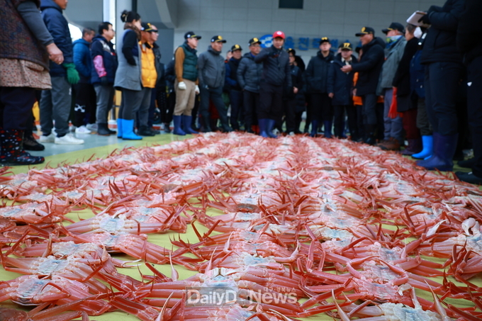 대한민국 대표 브랜드 울진 대게 첫 위판 실시