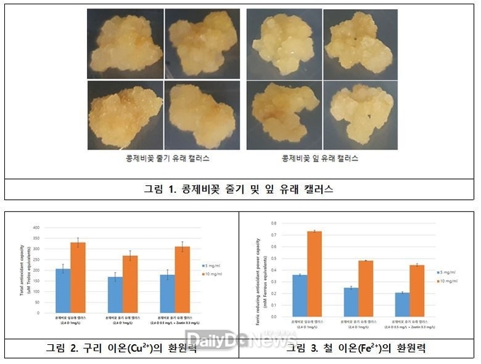 국립낙동강생물자원관콩제비꽃 캘러스 및 추출물 항산화 효과 그림