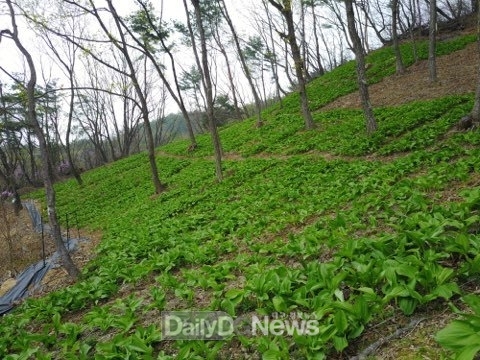 .산림소득지원사업(산림내_산채류_재배)
