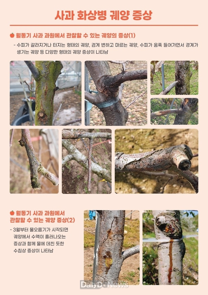 동절기 궤양제거, 화상병 사전예방 첫 단계