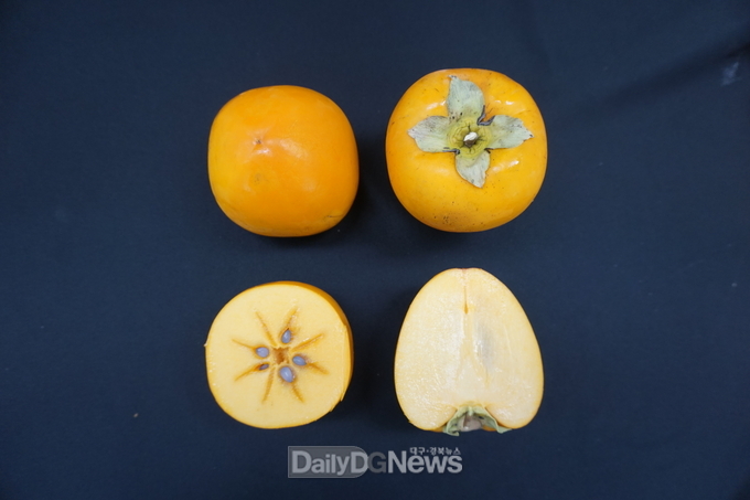태홍_종단면