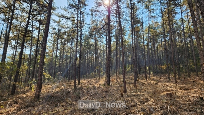 문경시, 2024년 숲가꾸기 1,772ha 추진