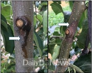 사과·배·묘목 농가 대상 3종 약제 지원 통해 사전방제 실시