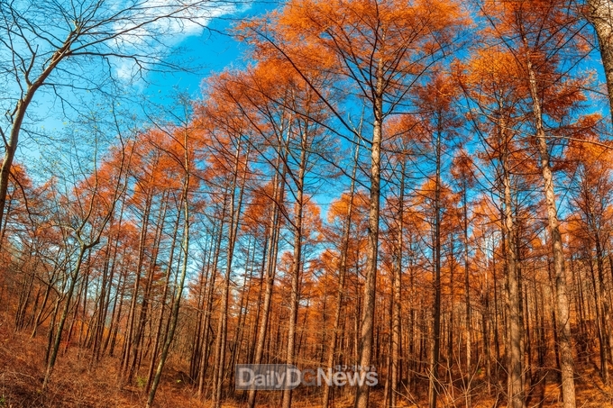 김천시, 숲 가꾸기 사업 대상지 신청 접수