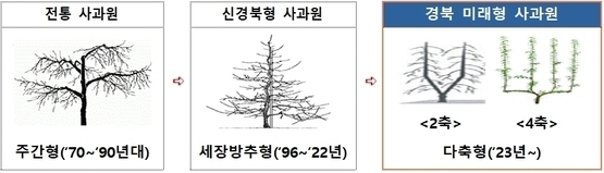 ※ 경북 미래형 사과원? 사과 주간 형태를 방추형에서 다축형(2축~10축)으로 전환하여 기계화가 가능한 평면형 사과원