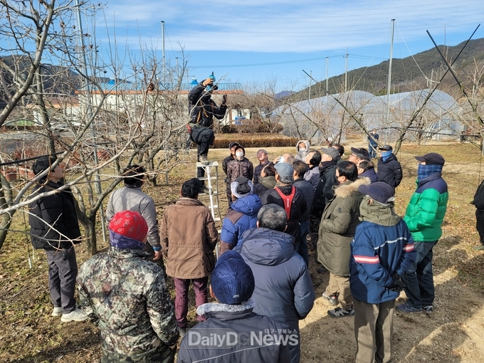 청도군, 청도반시 수고낮추기 지원사업 실시