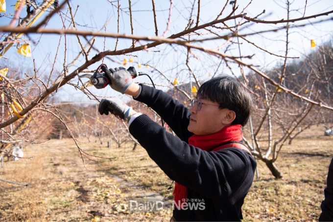 김관하 예비후보가 과수원에서 가지치기를 하고 있다