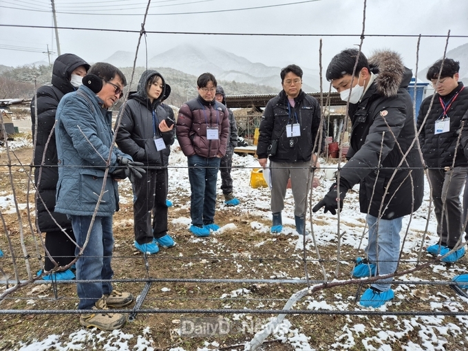 사과_다축재배_농가_컨설팅_사진