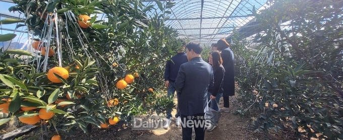 구미시 제공) 레드향 재배
