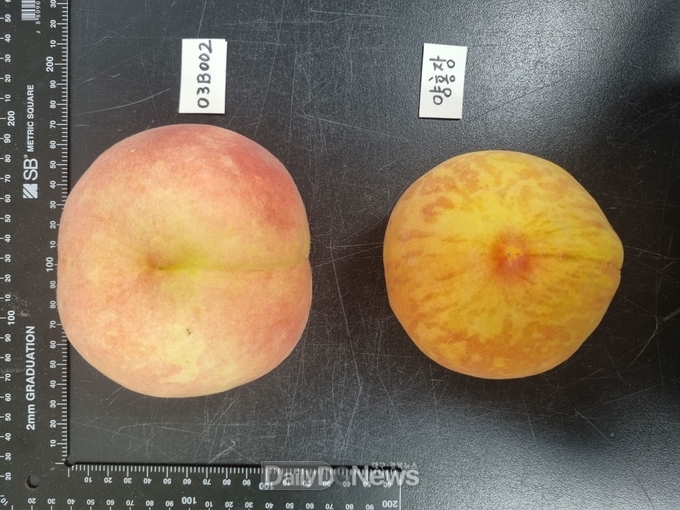 경상북도 제공) _(좌)만월__(우)양홍장