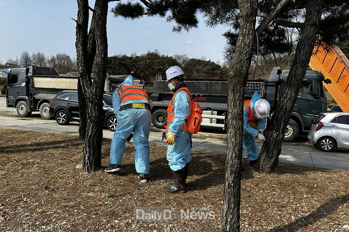 영주시는 재선충병 방제용 나무주사로 조형소나무를 보호한다(작업 모습).